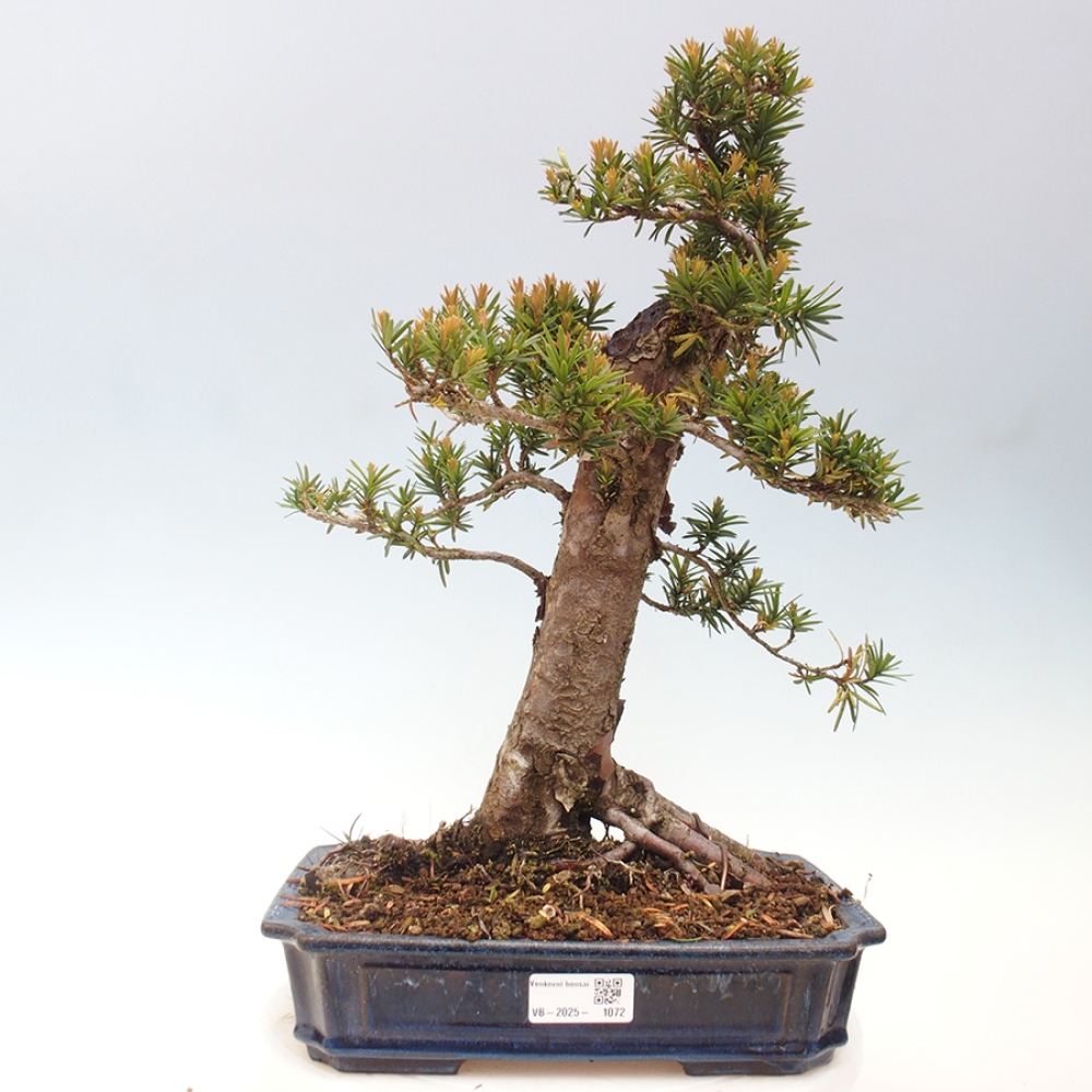 Bonsai da esterno - Taxus cuspidata - Tasso giapponese
