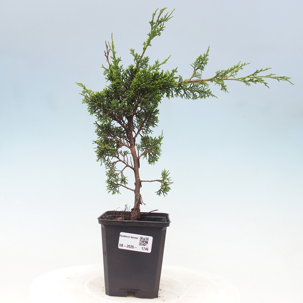 Bonsai da esterno - Juniperus chinensis Itoigawa