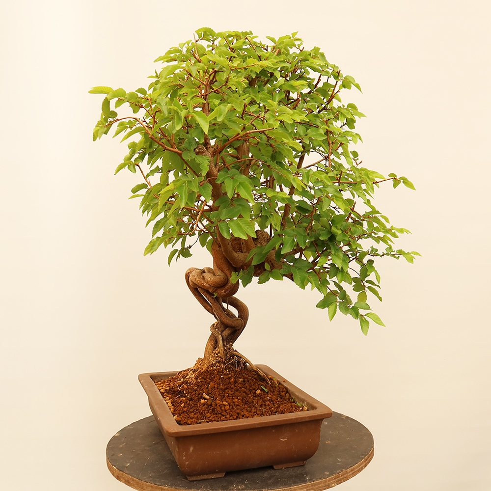 Bonsai da esterno -Carpinus Coreana - Carpino coreano