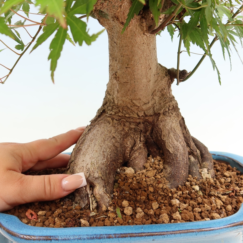 Bonsai da esterno - Acero Burger - Acer Burgerianum