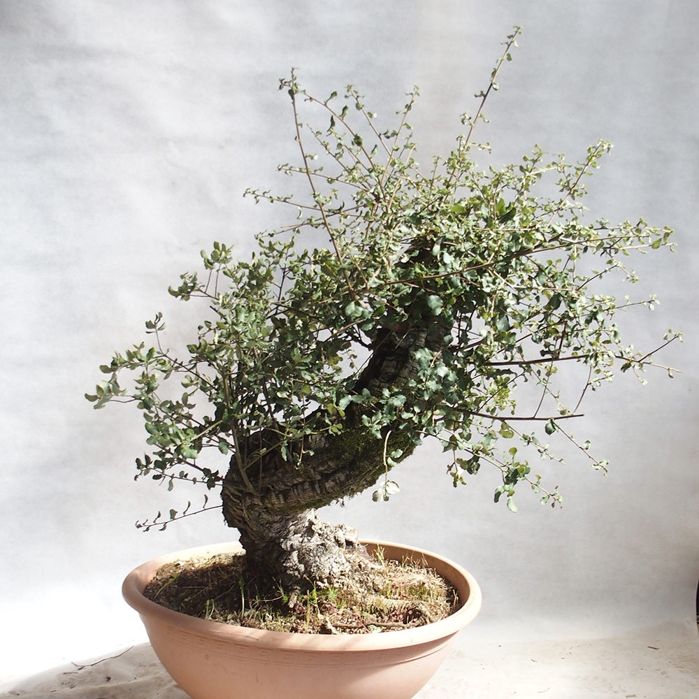 bonsai da esterno Quercus suber - Quercia da sughero