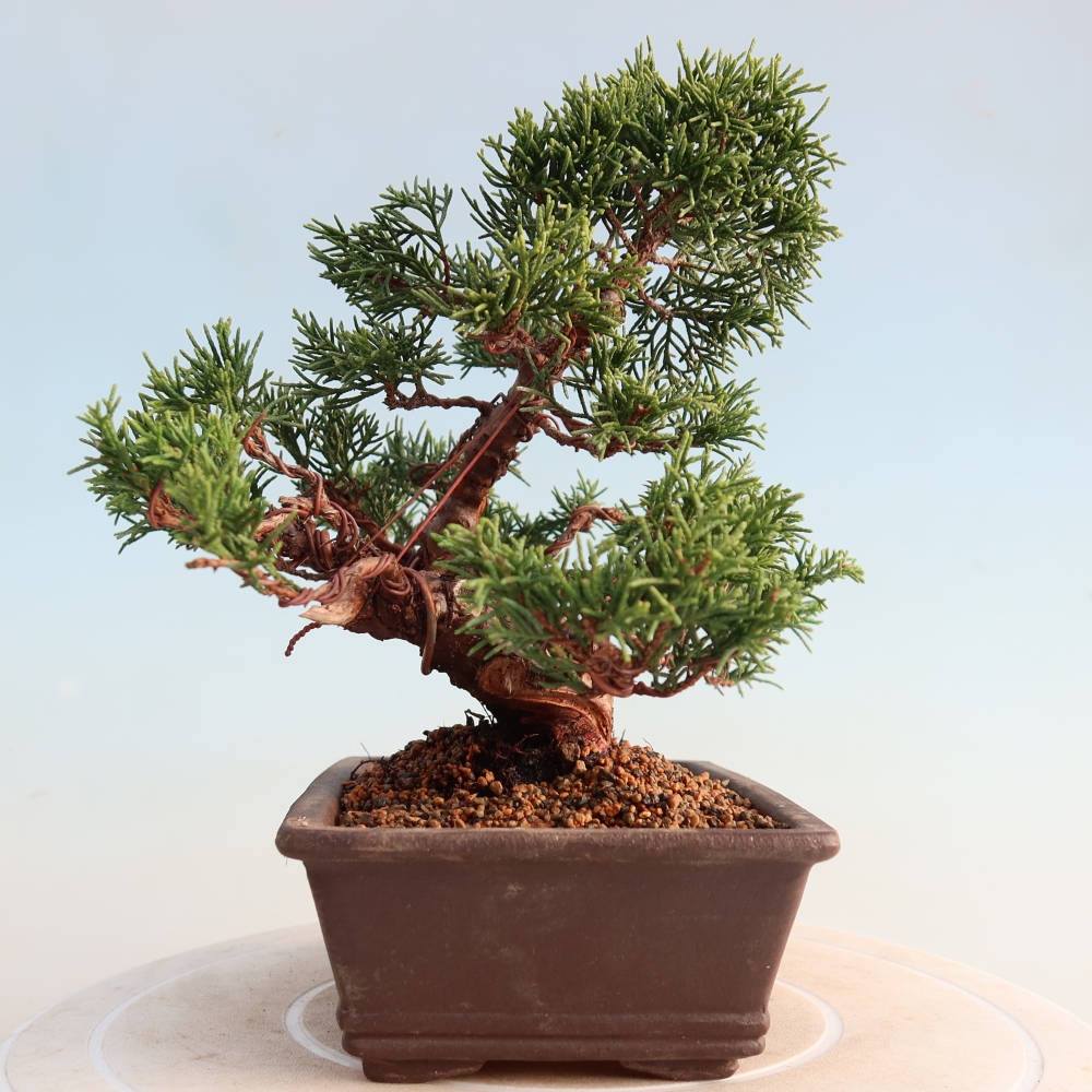 Bonsai da esterno - Juniperus chinensis Itoigawa