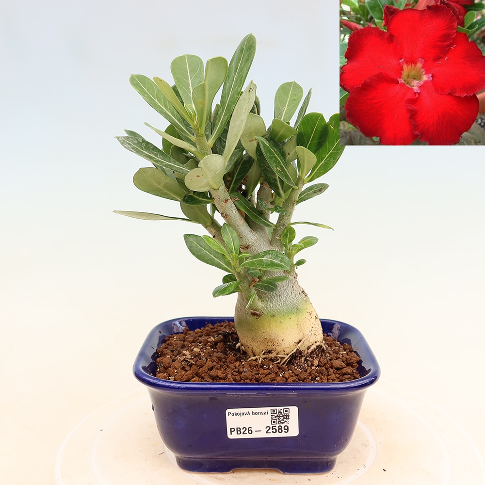 Bonsai da interno - Adenium obesum Red Star - Rosa del deserto