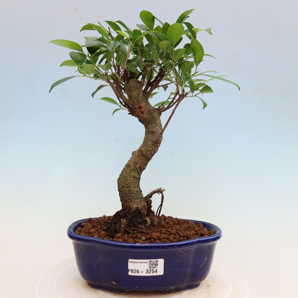 Camera bonsai - Ficus kimmen - ficus a foglie piccole