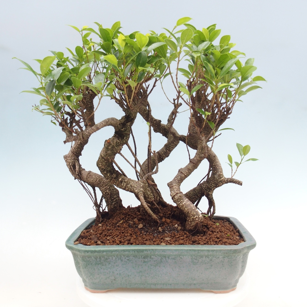 Camera bonsai - Ficus kimmen - ficus a foglie piccole