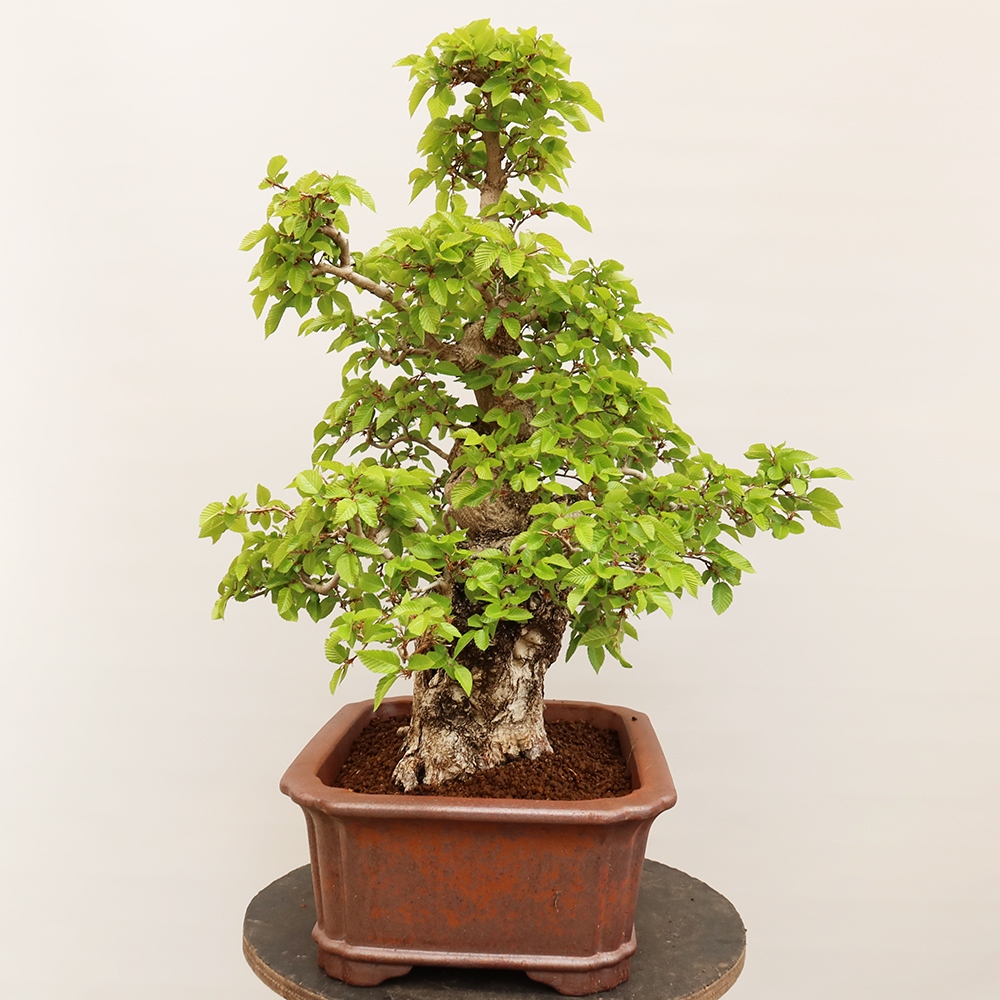 Bonsai da esterno -Carpinus Coreana - Carpino coreano