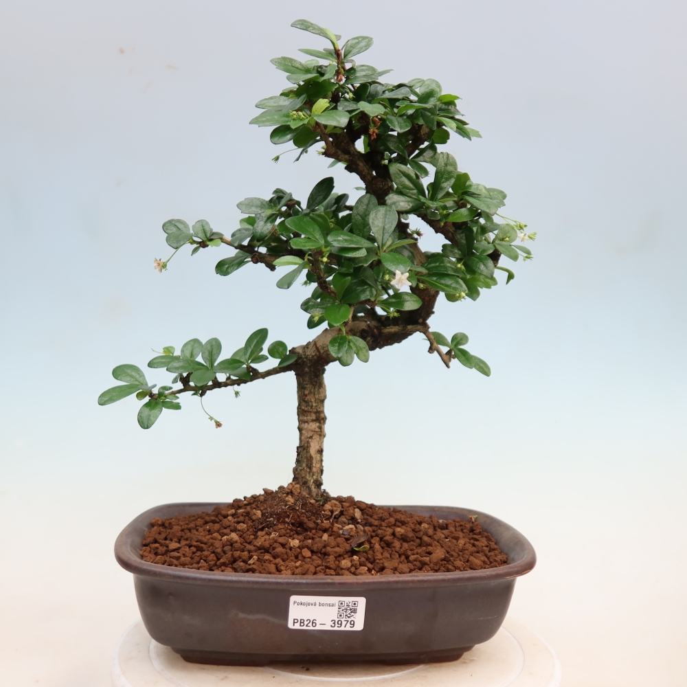 Camera bonsai - Carmona macrophylla - Tea fuki