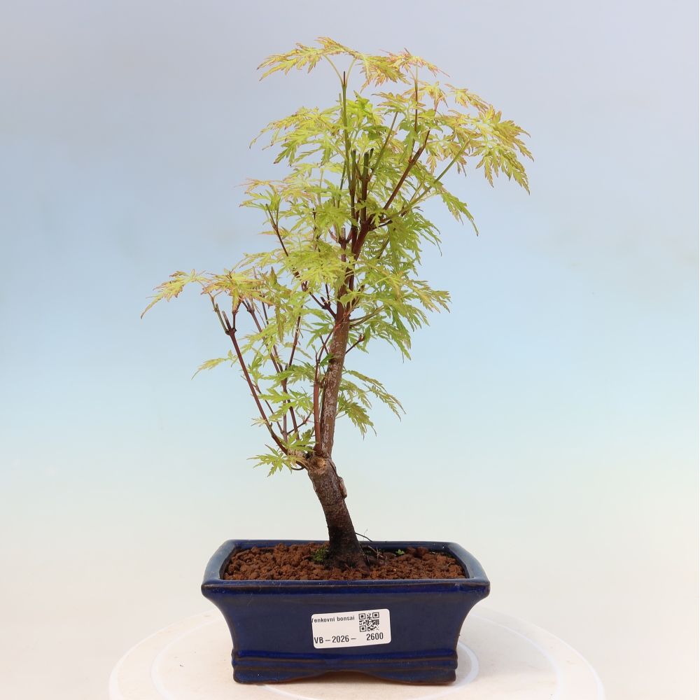 Bonsai da esterno - Acer palmatum Dissectum