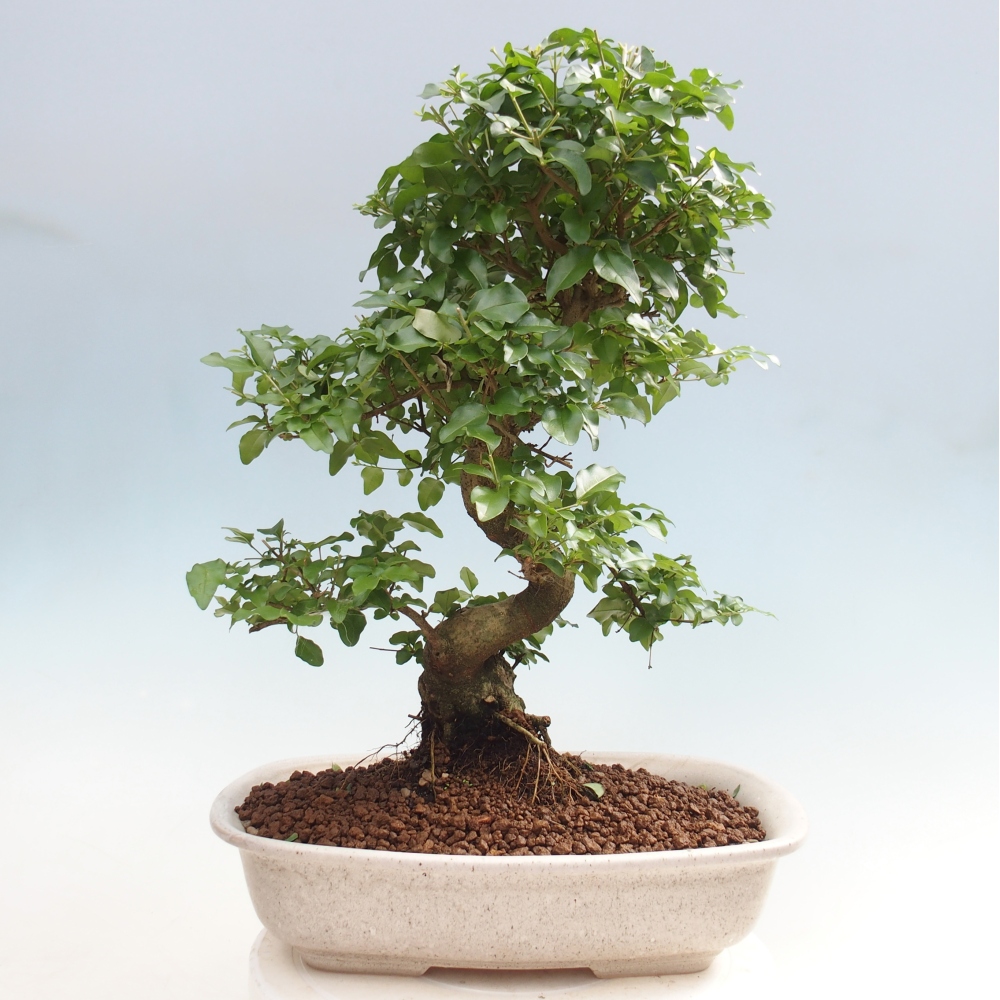 Camera bonsai -Ligustrum chinensis - Becco d'uccello