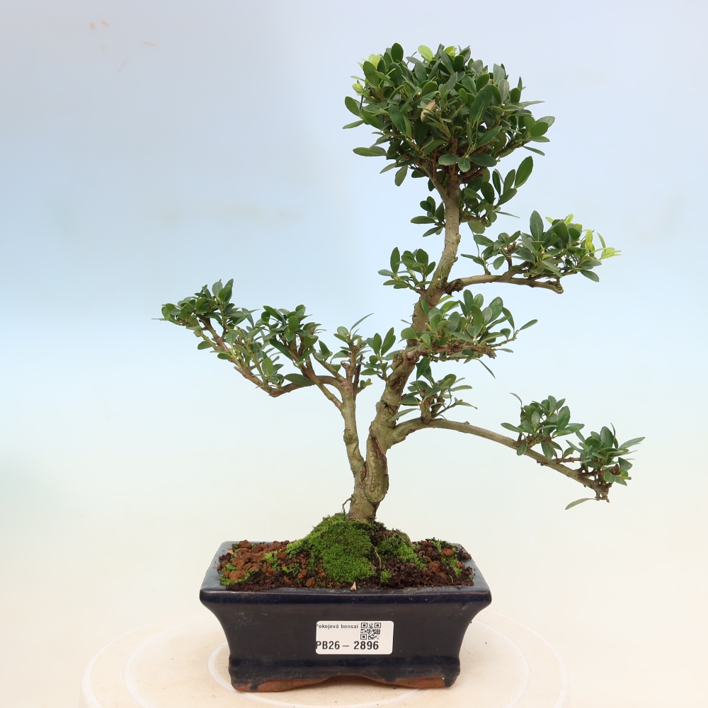 Camera bonsai - Ilex crenata - Agrifoglio