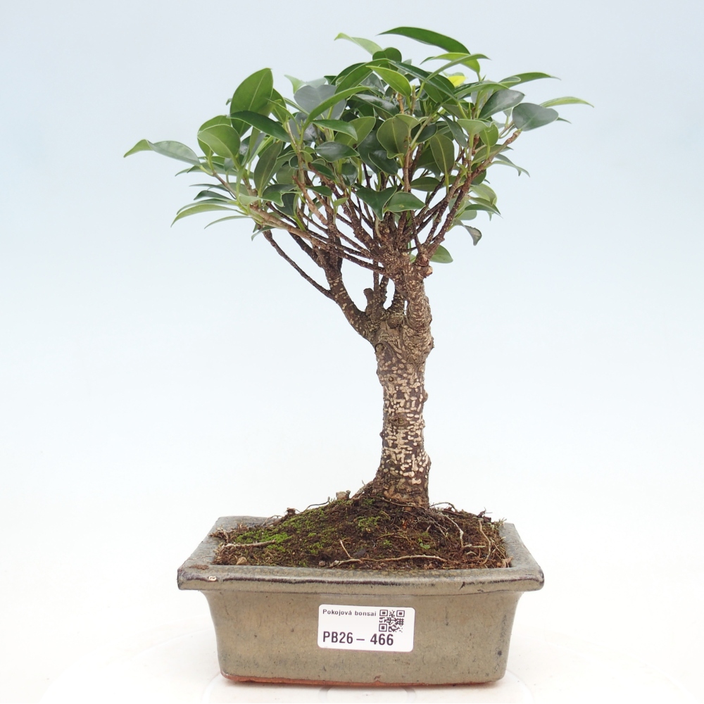 Camera bonsai - Ficus retusa - ficus a foglie piccole