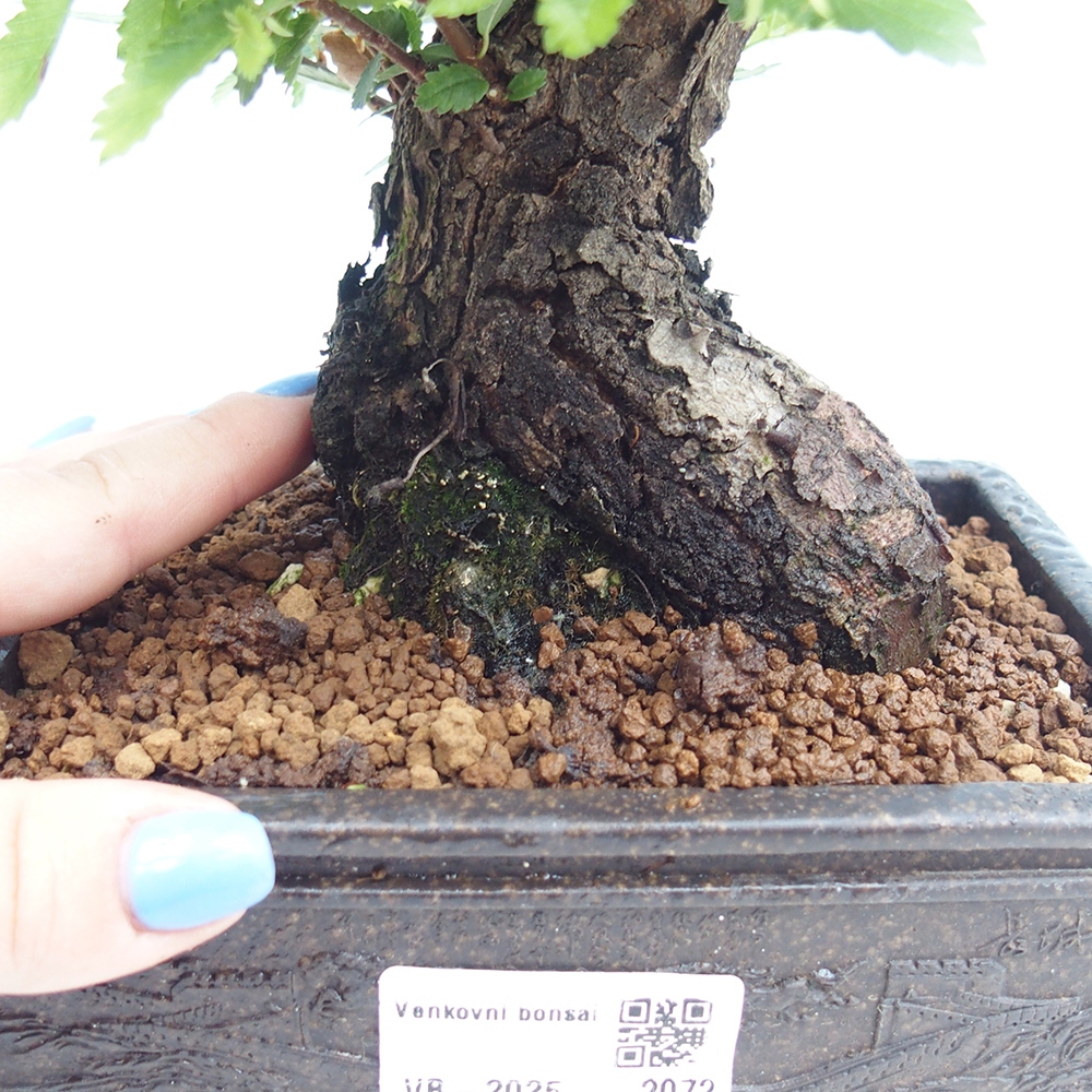 Bonsai da esterno - Zelkova - Zelkova NIRE