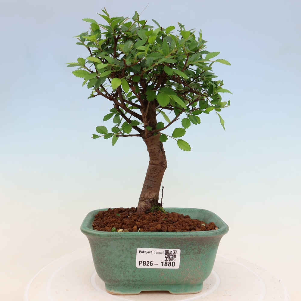 Camera bonsai - Ulmus parvifolia - Olmo a foglie piccole