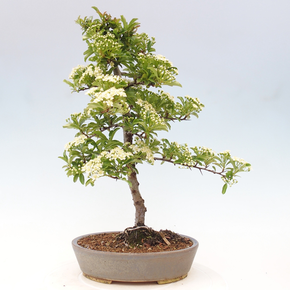 Bonsai da esterno-Pyracantha Teton -Hlox