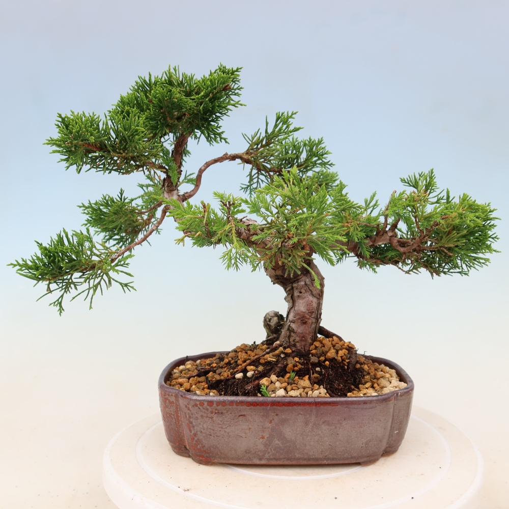 Bonsai da esterno - Juniperus chinensis Itoigawa
