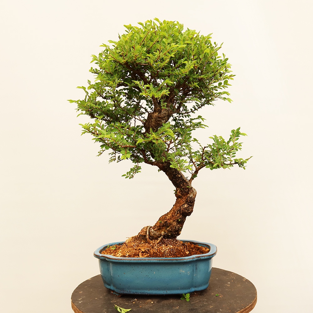 Bonsai da esterno - Zelkova - Zelkova NIRE