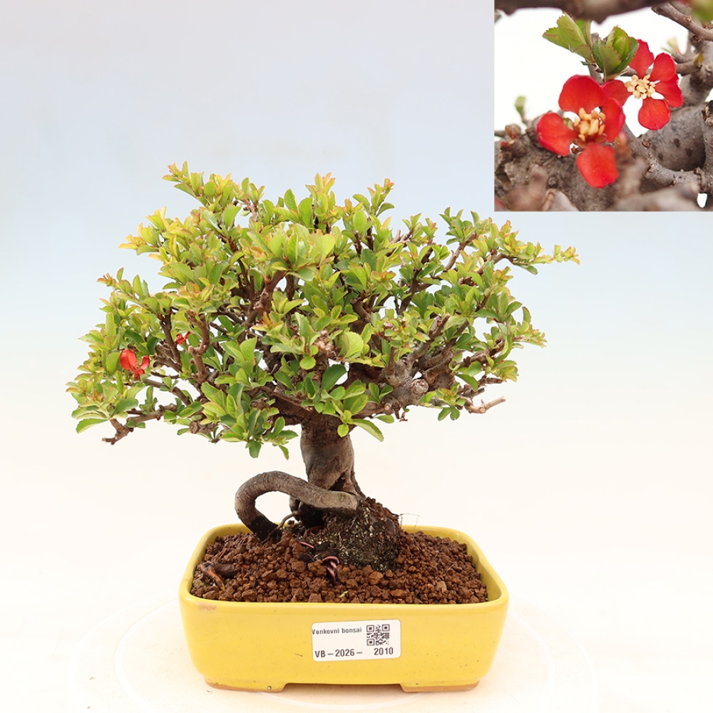 Bonsai da esterno - Chaneomeles speciosa Chojubai