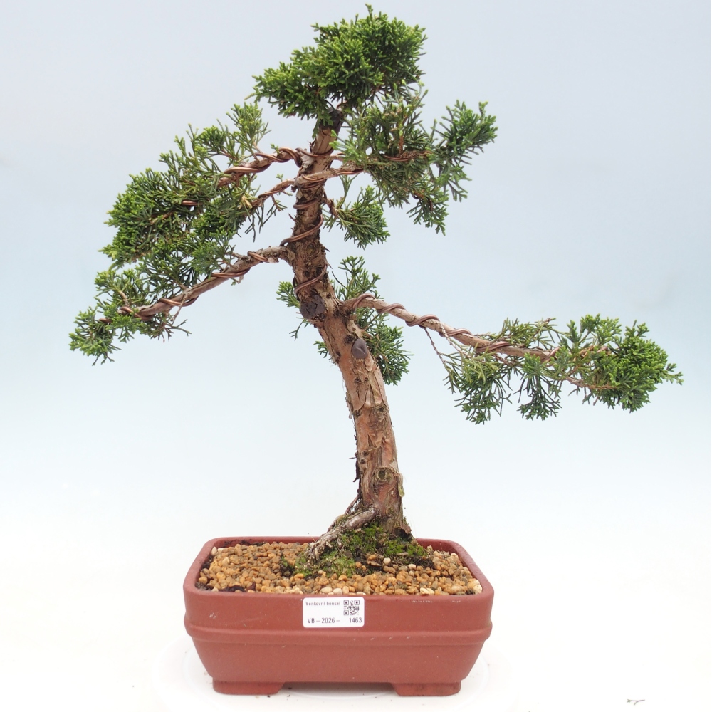 Bonsai da esterno - Juniperus chinensis Kishu