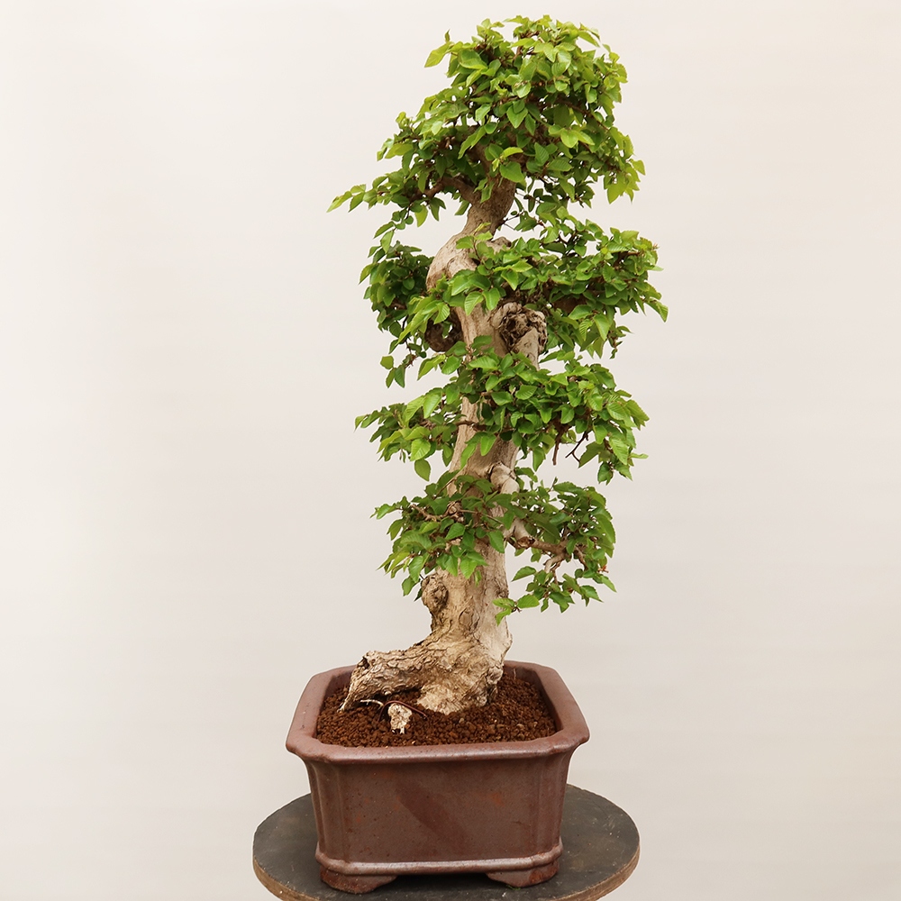 Bonsai da esterno -Carpinus Coreana - Carpino coreano