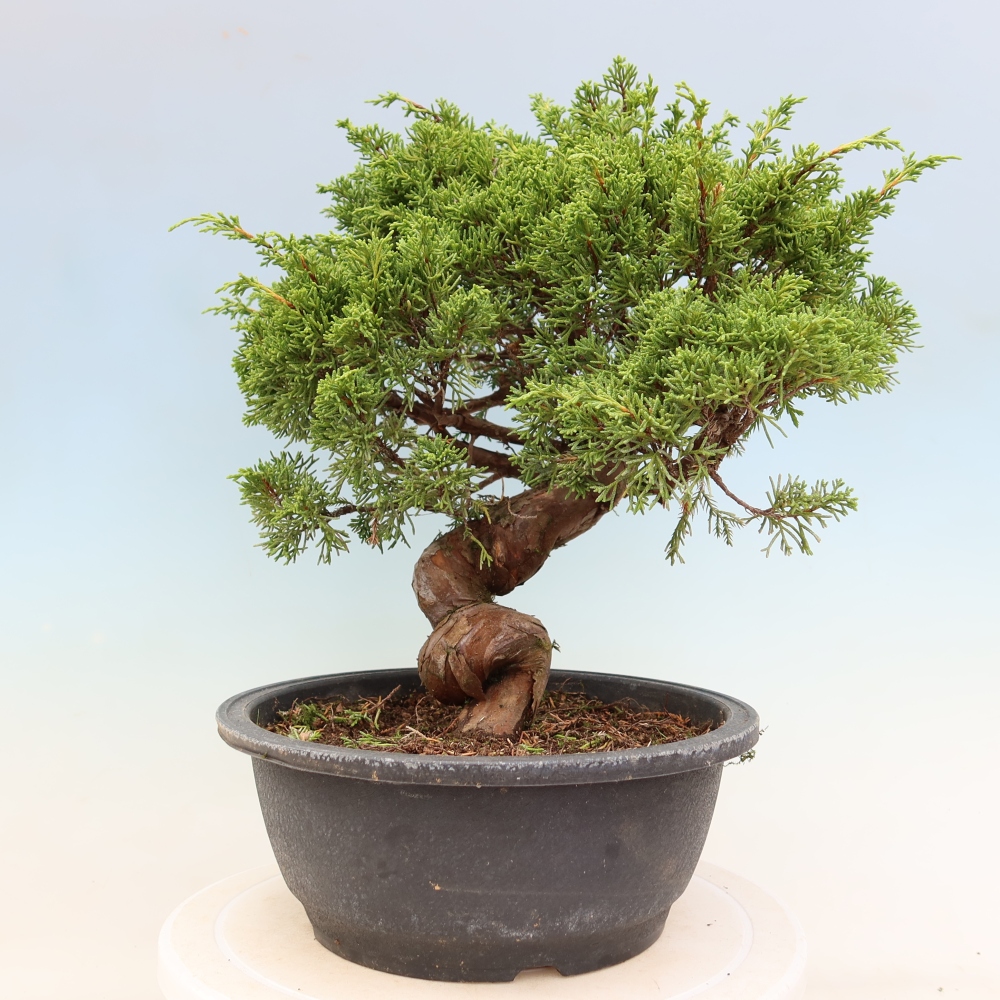 Bonsai da esterno - Juniperus chinensis Itoigawa-Juniperus chinensis