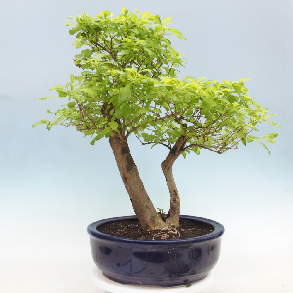 Camera bonsai - Duranta erecta Aurea