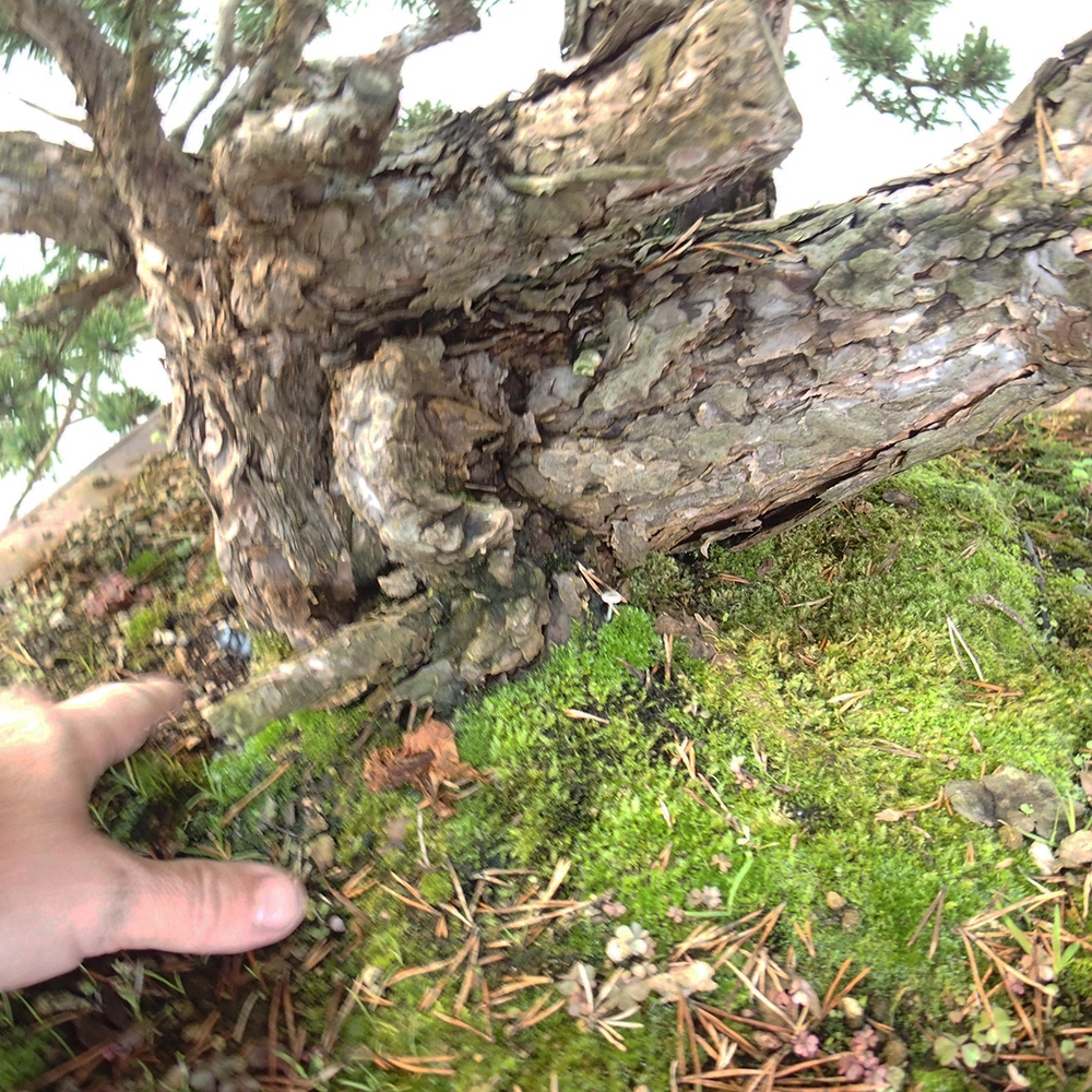 Yamadori - Pinus sylvestris Spagna