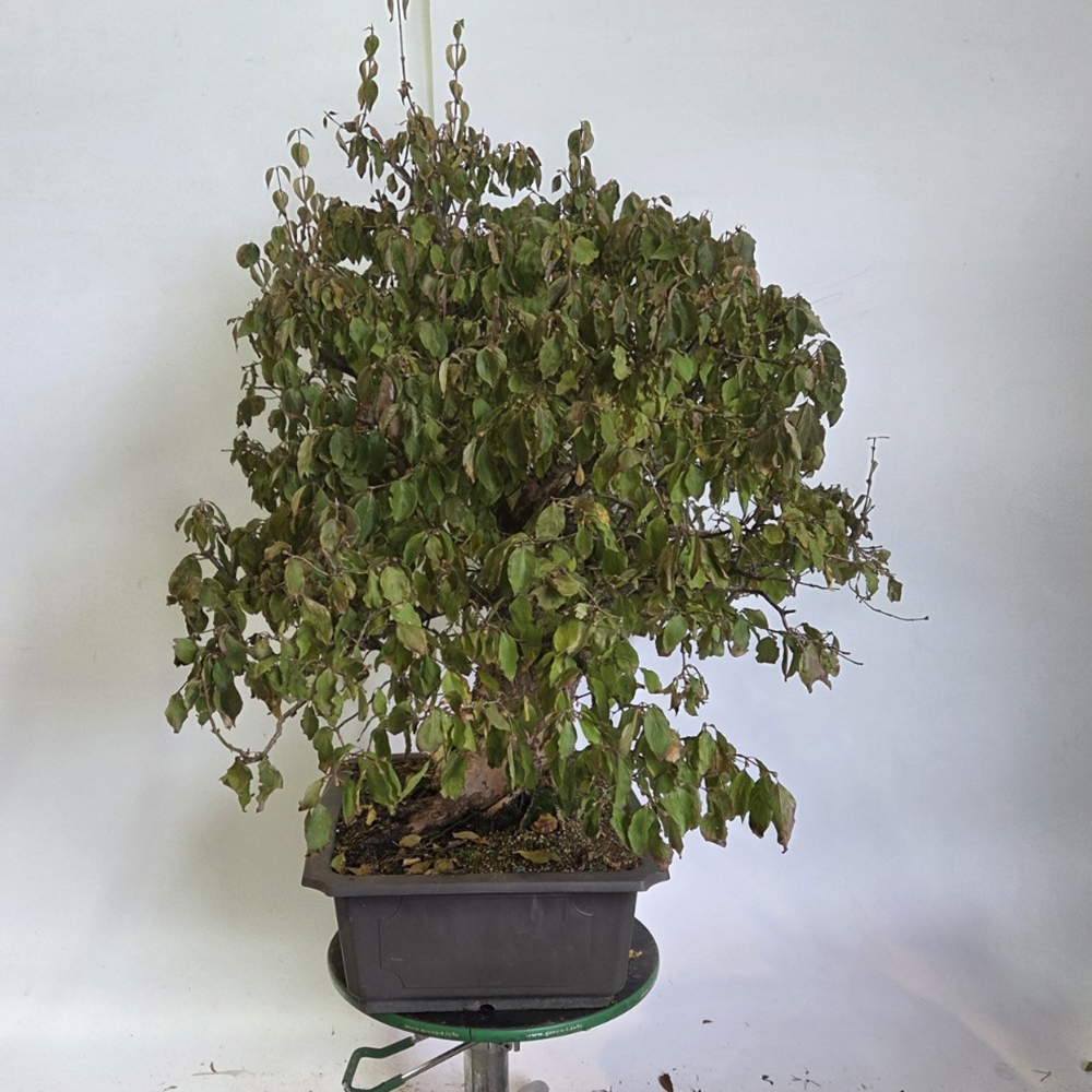 Bonsai da esterno di corniolo - Cornus Mas