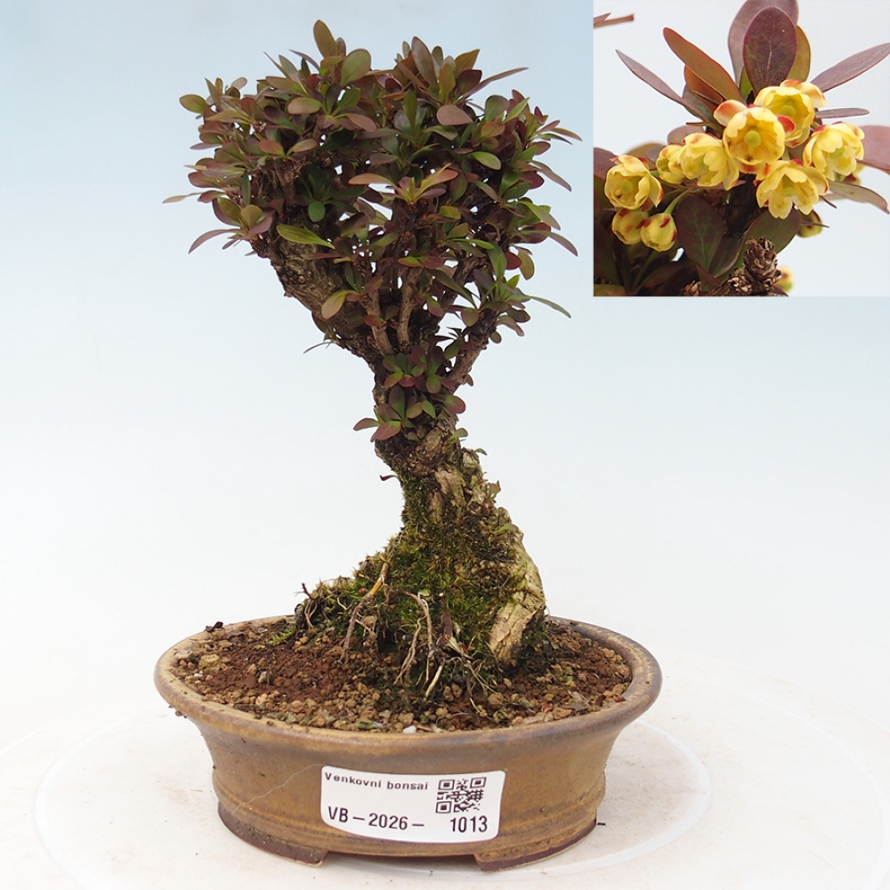 Bonsai da esterno - Berberis Thunbergii Bagatelle