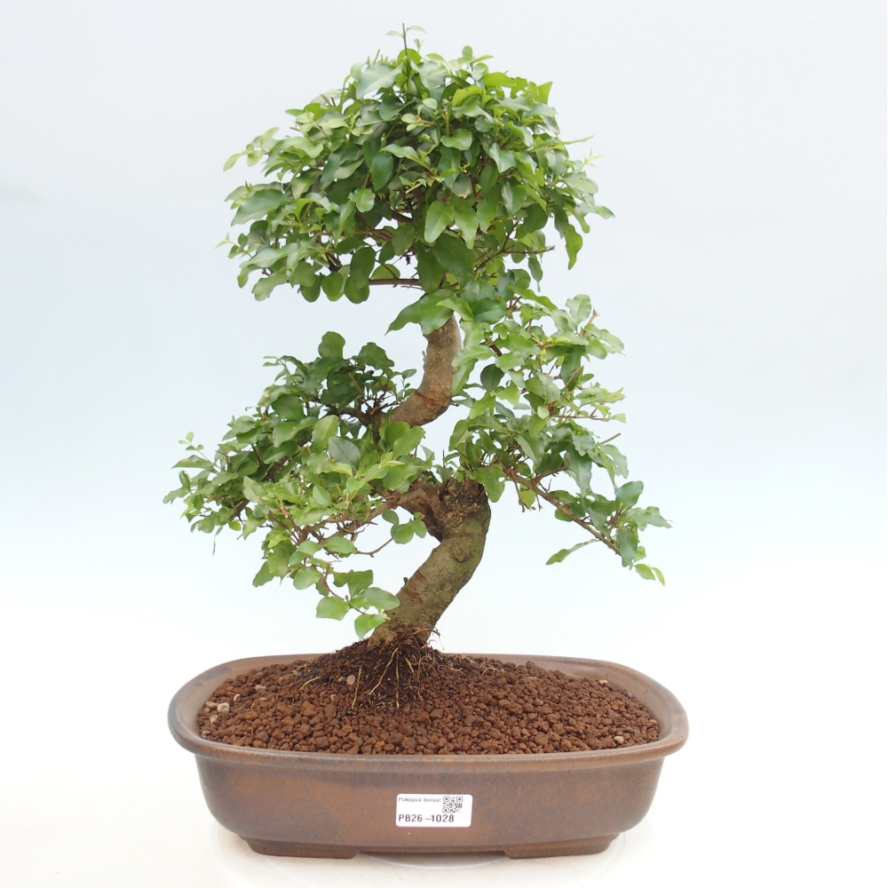 Camera bonsai -Ligustrum chinensis - Becco d'uccello