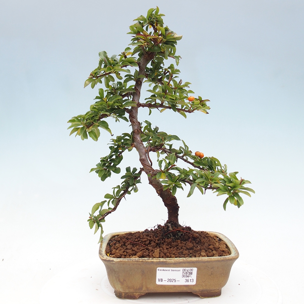 Bonsai da esterno-Pyracantha Teton -Hlox