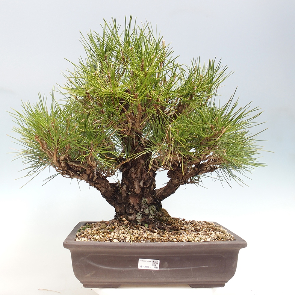 Bonsai da esterno - Pinus thunbergii - Pino di Thunberg