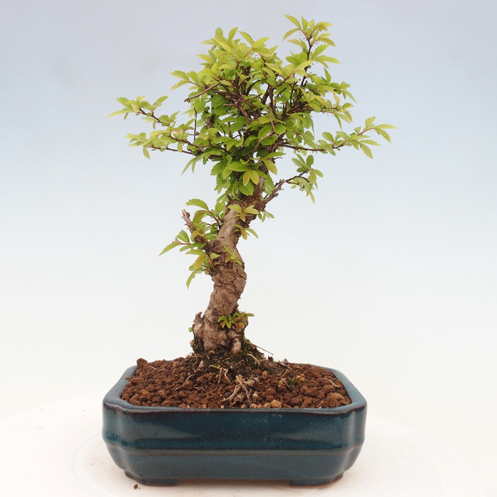 Bonsai da esterno - Zelkova - Zelkova NIRE