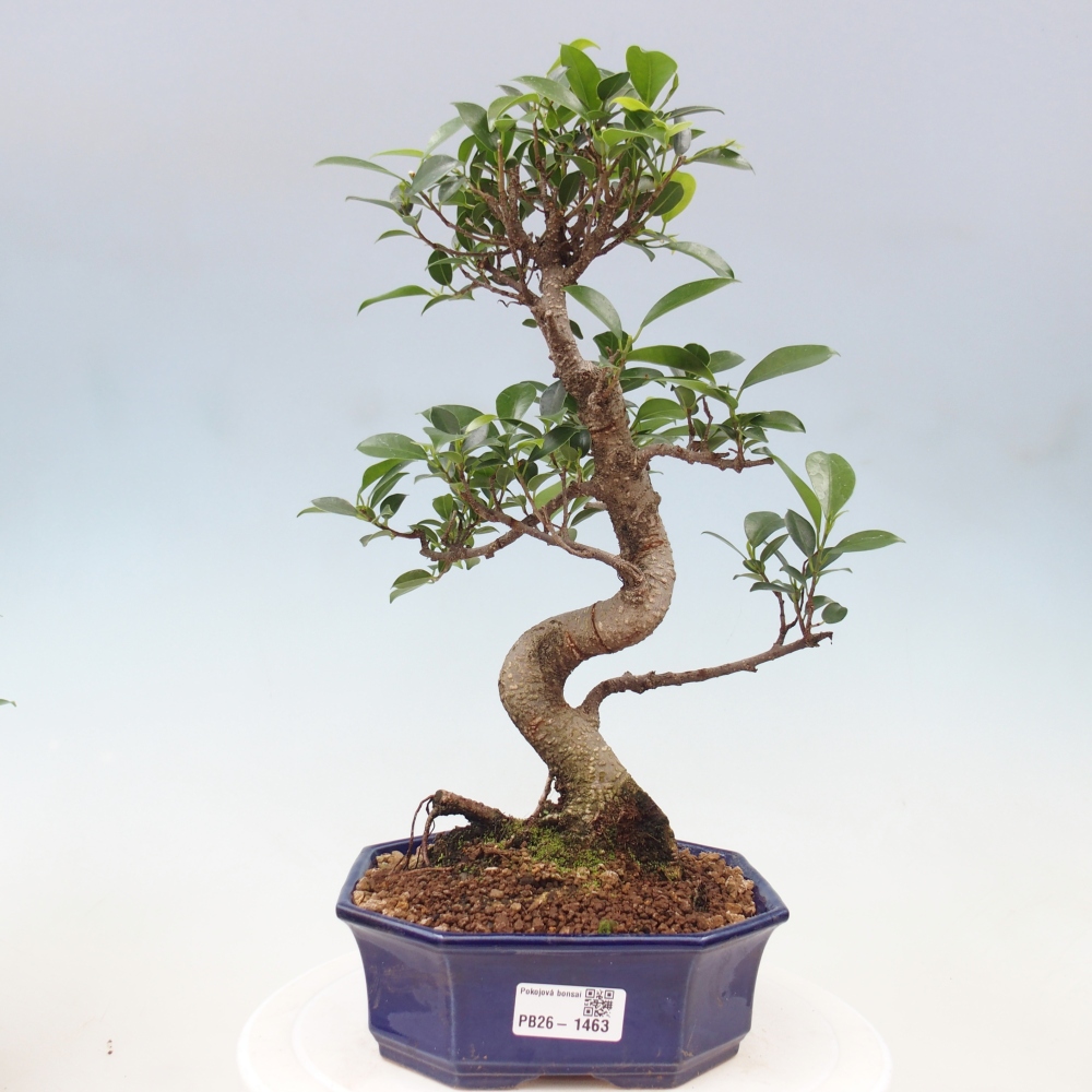 Camera bonsai - Ficus retusa - ficus a foglie piccole