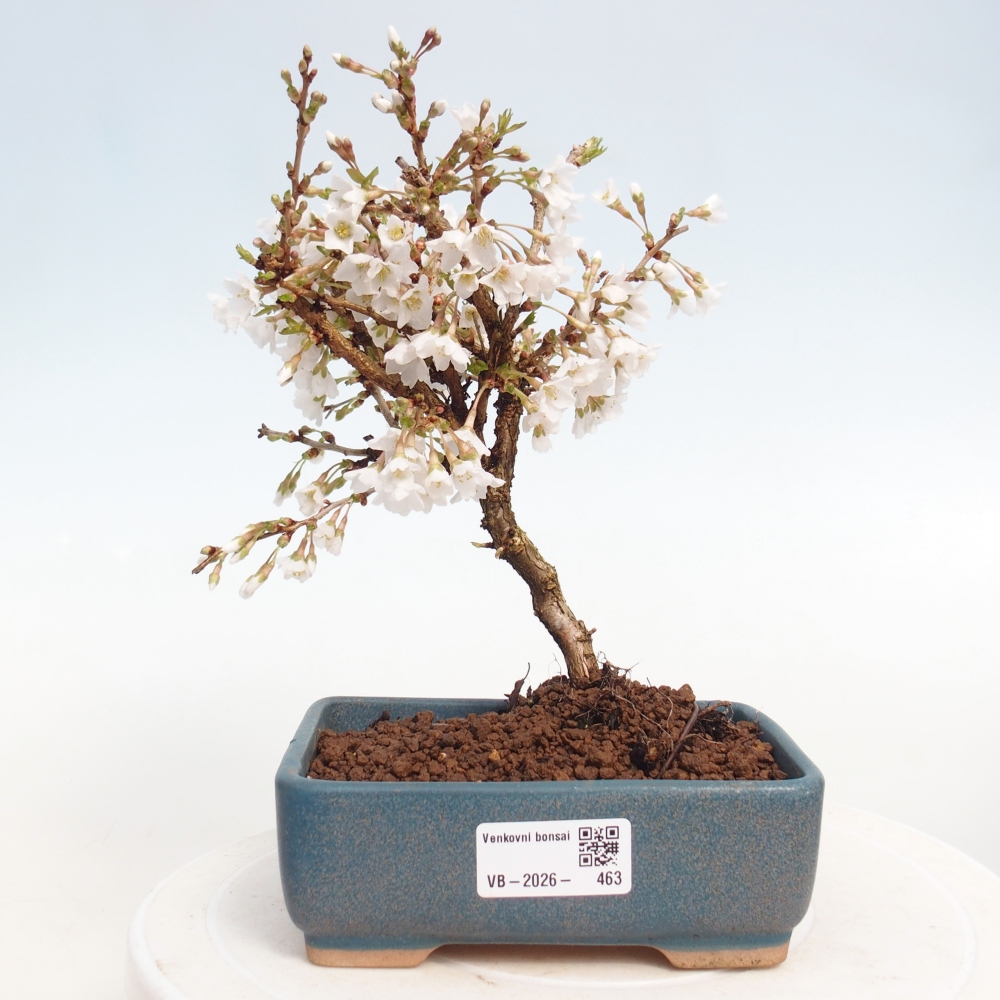 Bonsai da esterno - Prunus incisa Kojou-no mai-Plivon ritagliato