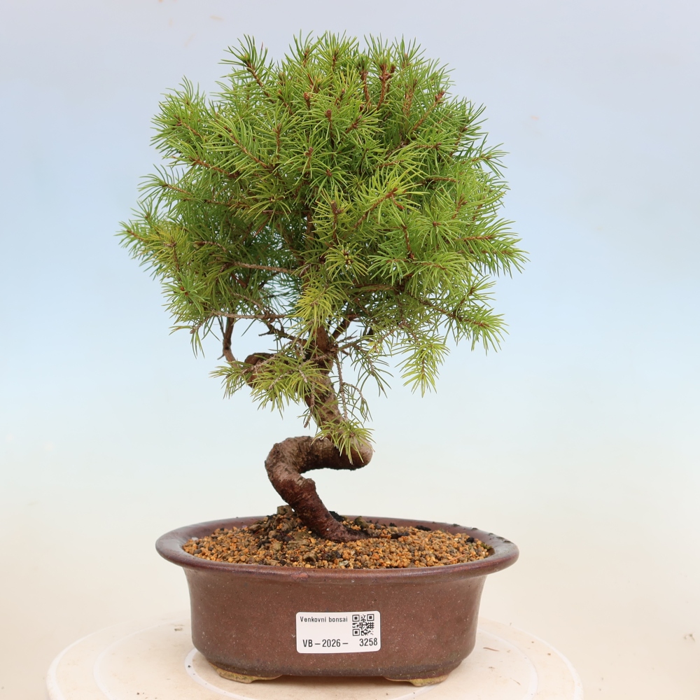 Bonsai da esterno - Abete rosso - Picea glauca globo