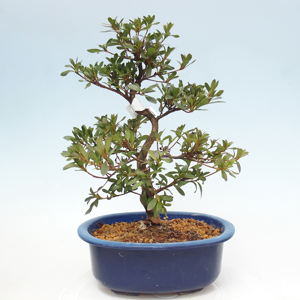 Bonsai da esterno - Azalea giapponese - Azalea Reiko