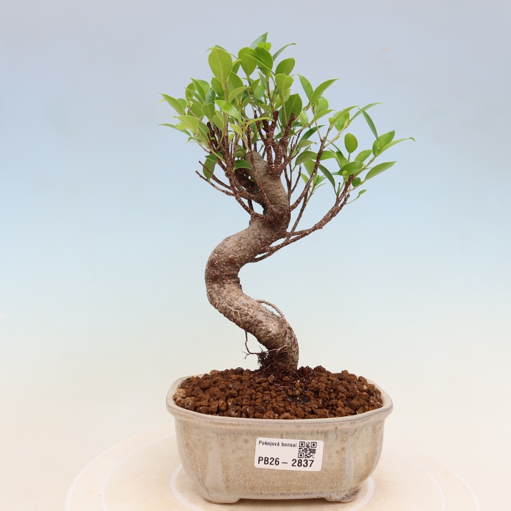 Camera bonsai - Ficus kimmen - ficus a foglie piccole
