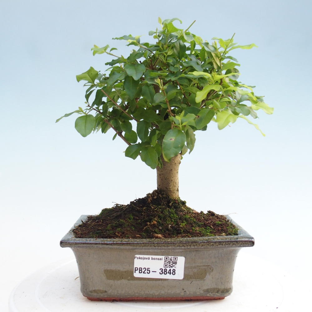 Camera bonsai -Ligustrum chinensis - Becco d'uccello