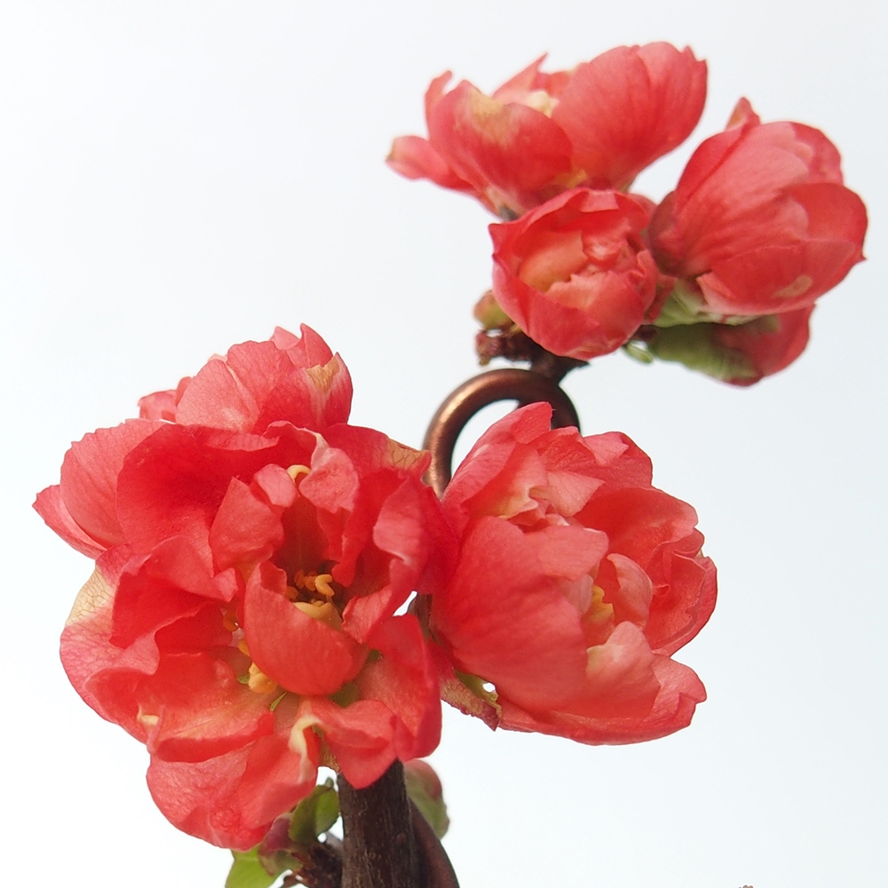 Bonsai da esterno - Chaneomeles s. Red Joy - Cotogno
