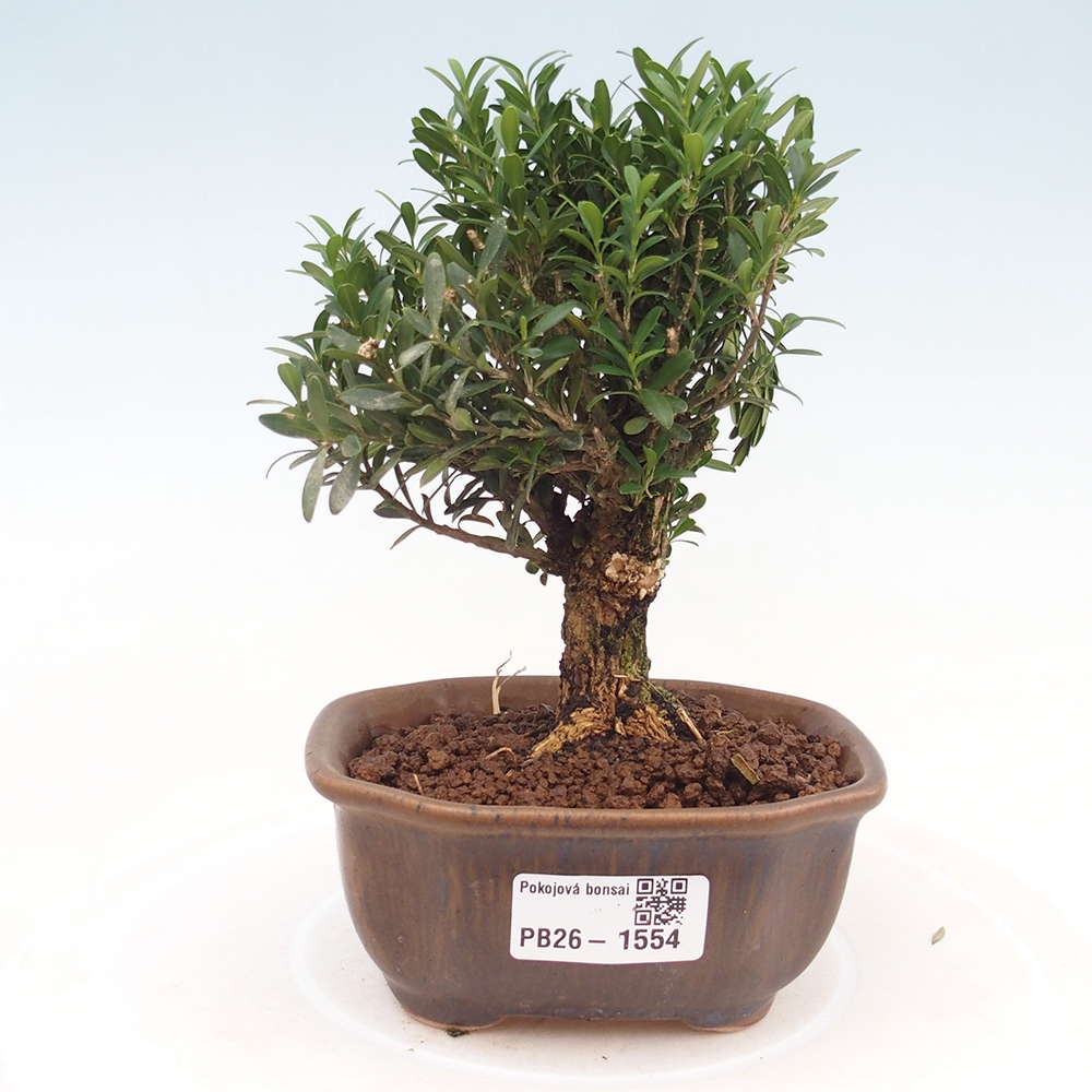 Camera bonsai - Buxus harlandii - buxus da sughero