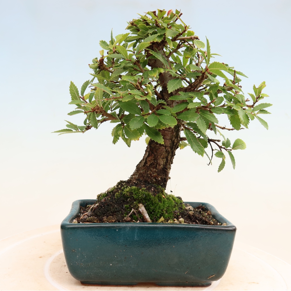 Bonsai da esterno - Zelkova - Zelkova NIRE