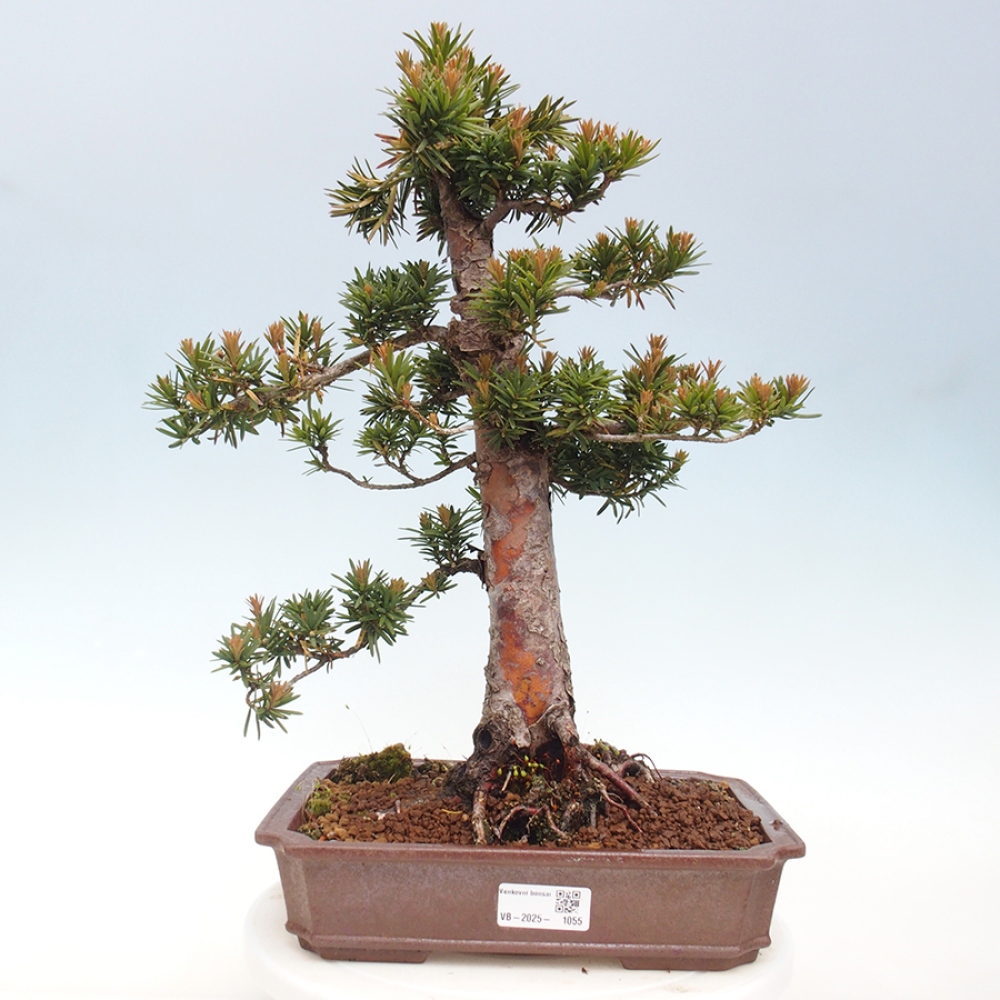 Bonsai da esterno - Taxus cuspidata - Tasso giapponese