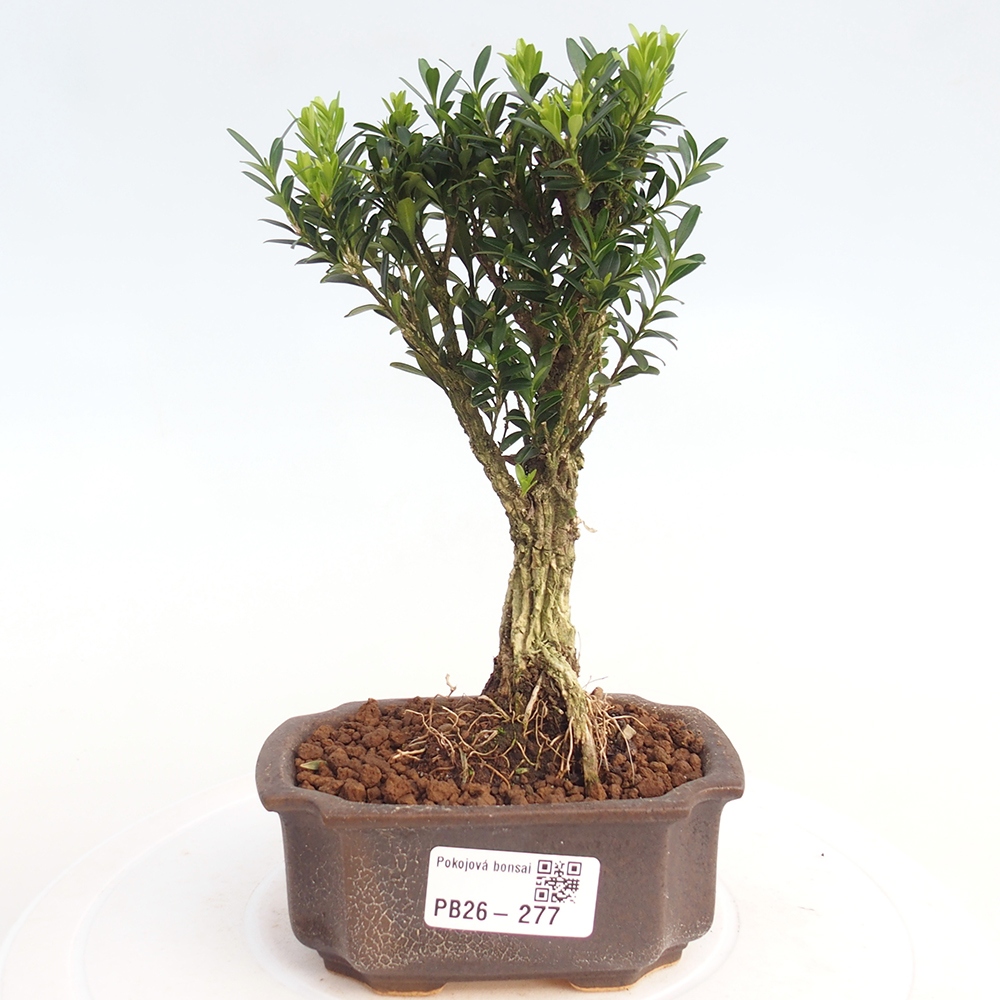 Camera bonsai - Buxus harlandii - buxus da sughero