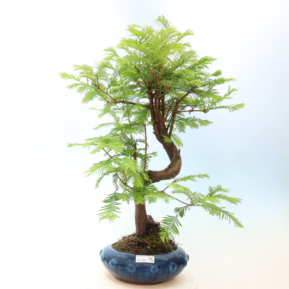 Bonsai da esterno - Metasequoia glyptostroboides - Metasequoia cinese
