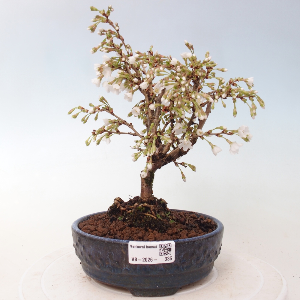 Bonsai da esterno - Prunus incisa Kojou-no mai-Plivon ritagliato