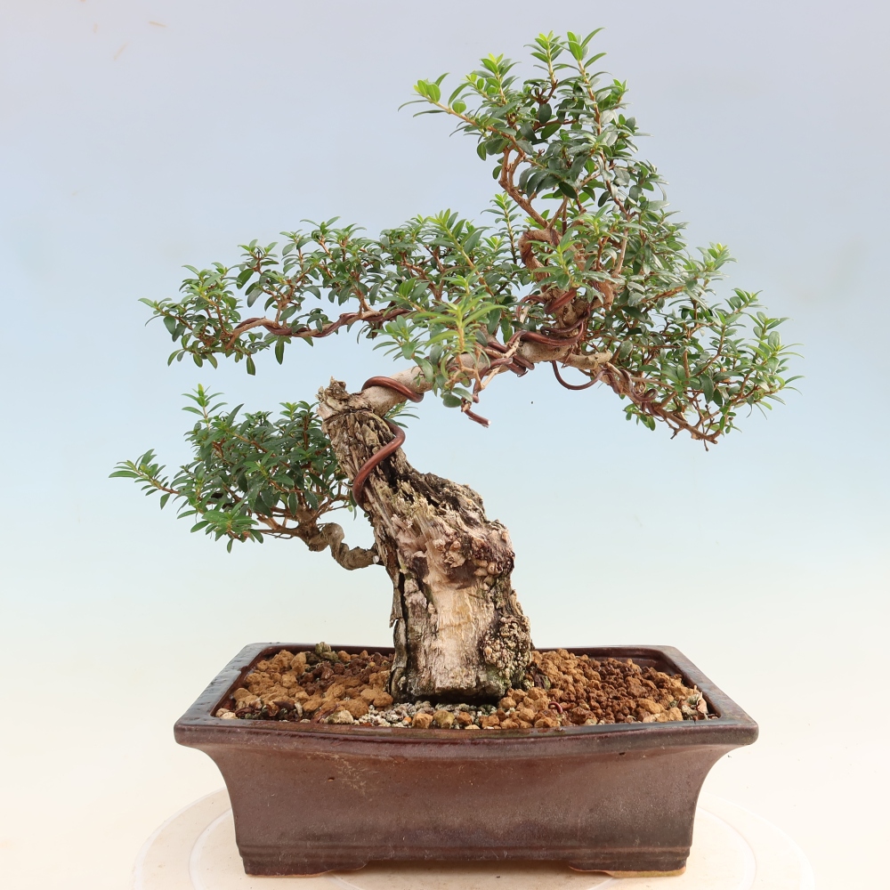 Bonsai da camera - Myrtus communis - Mirto
