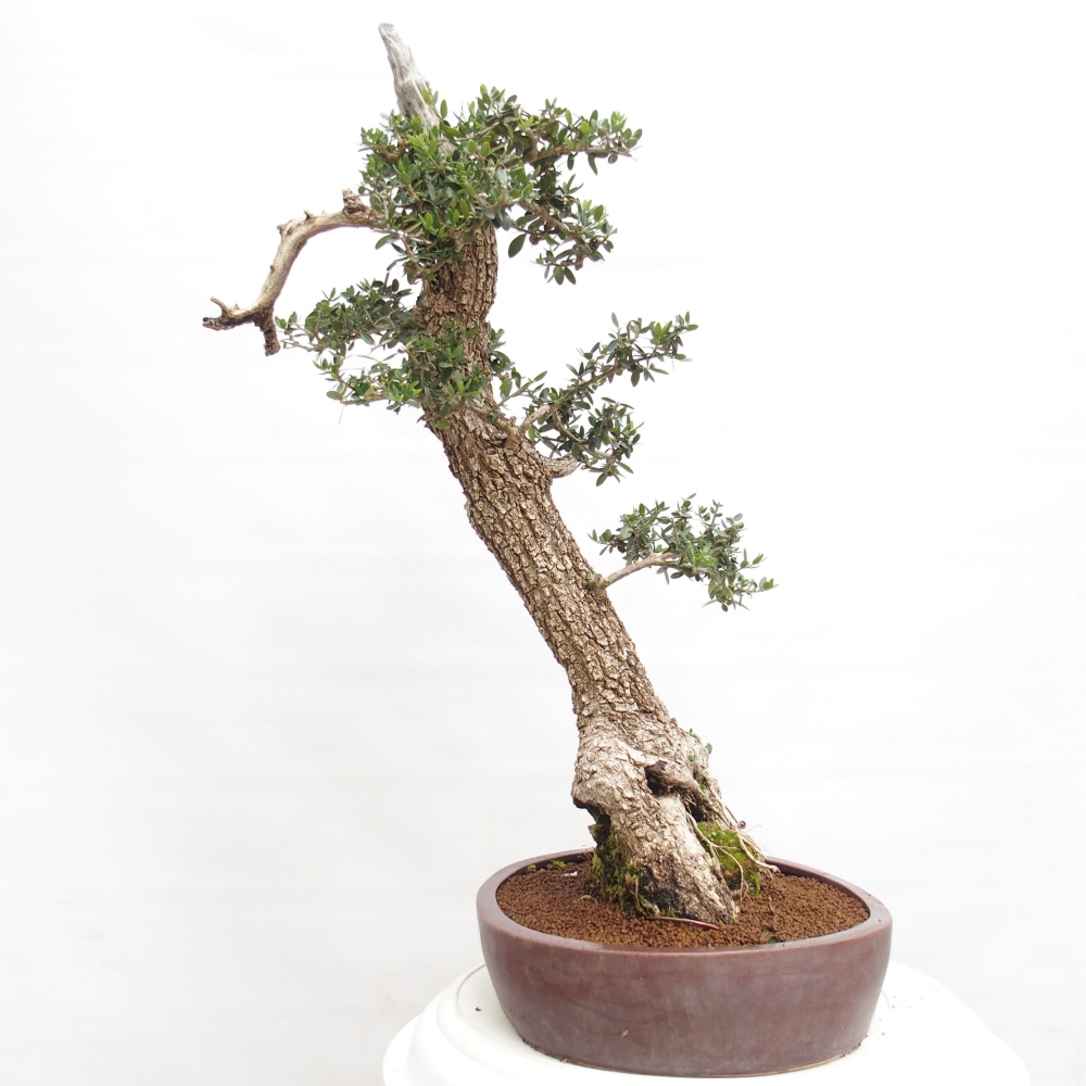 Bonsai da interno - Olea europaea sylvestris