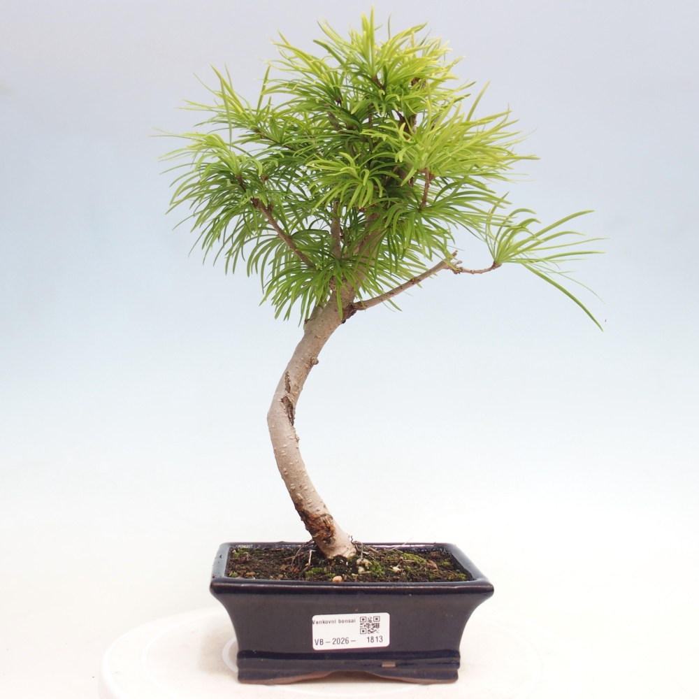 Bonsai da esterno -Pseudolarix amabis-Pseudolarix amabis