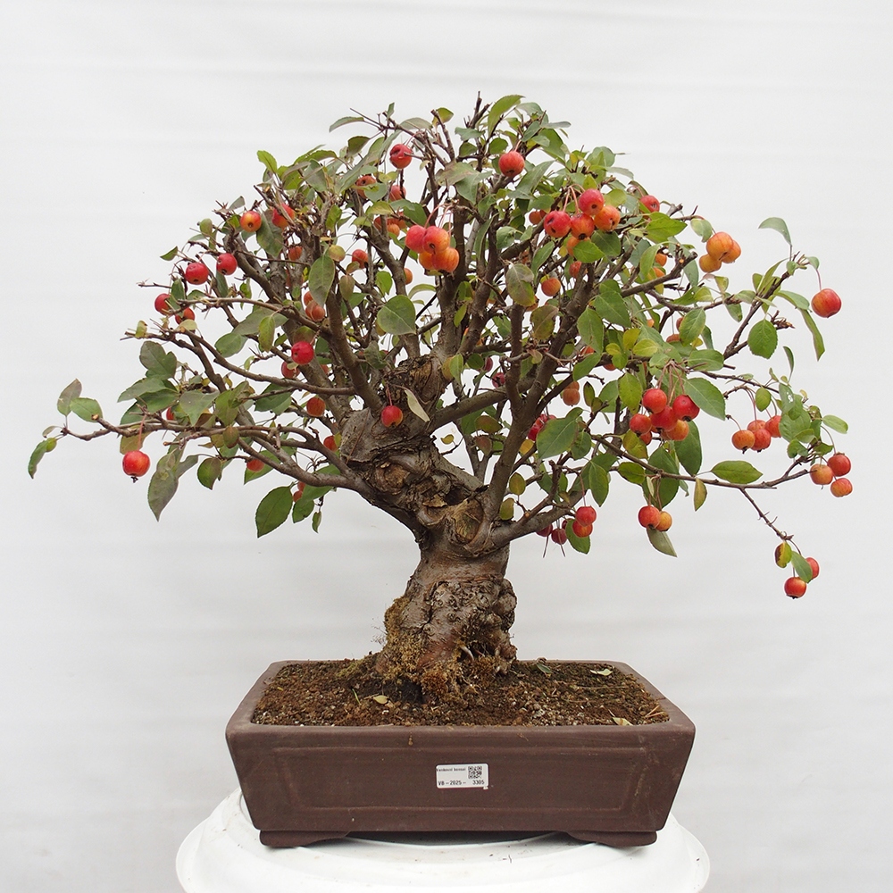 Bonsai da esterno -Malus halliana - Melo a frutto piccolo