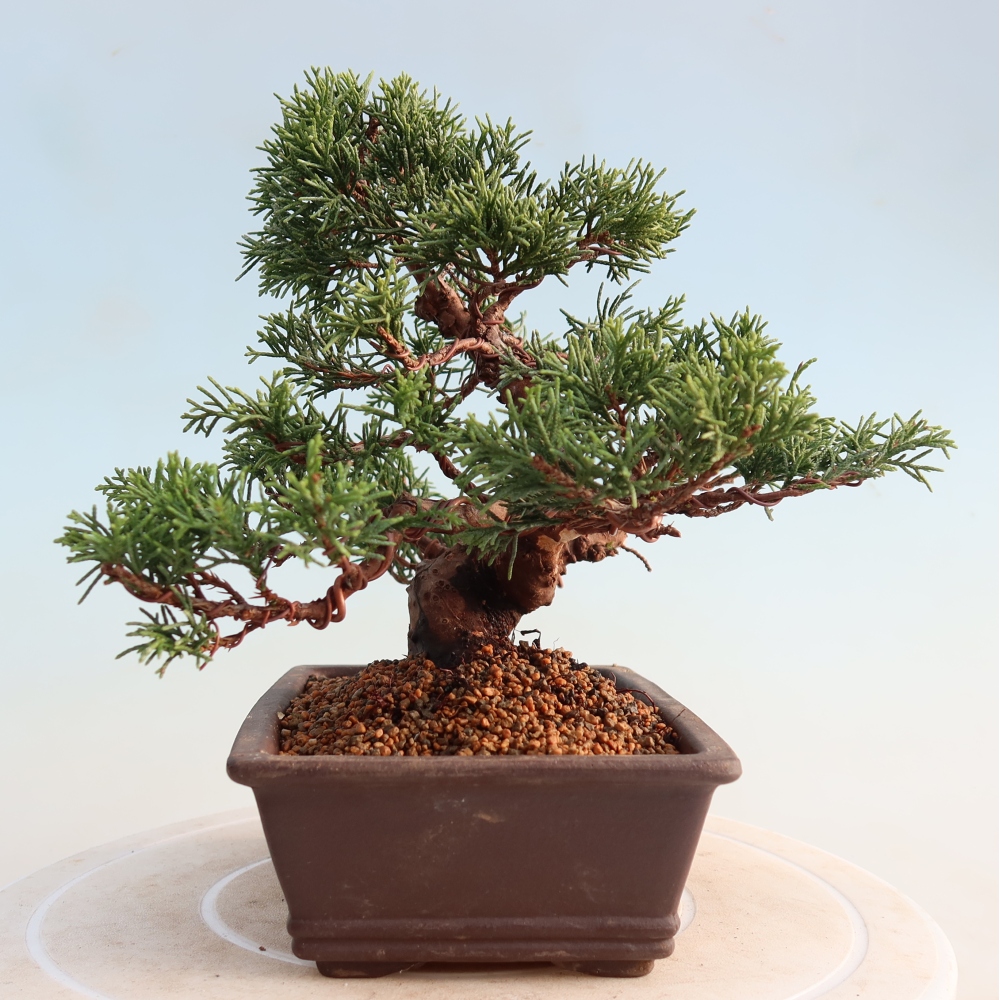 Bonsai da esterno - Juniperus chinensis Itoigawa